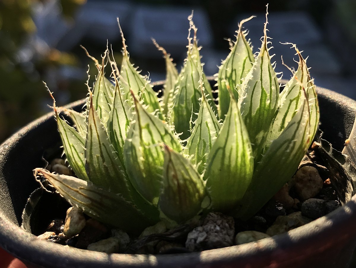 超大型選抜個体 H. hisui‘Aoebis’, FSA141, N of Cookhouse / 多肉植物 ハオルチア Haworthia_画像9