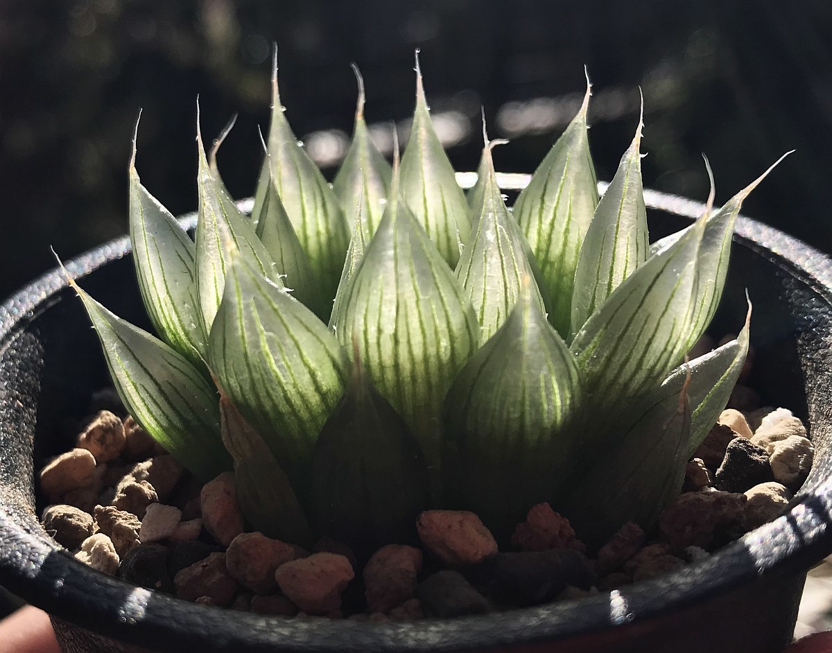 H. specksii (H. aquea / H. cooperi s.s.?), IB14728, Komboknie / 多肉植物 ハオルチア スペックシー Haworthia_画像6