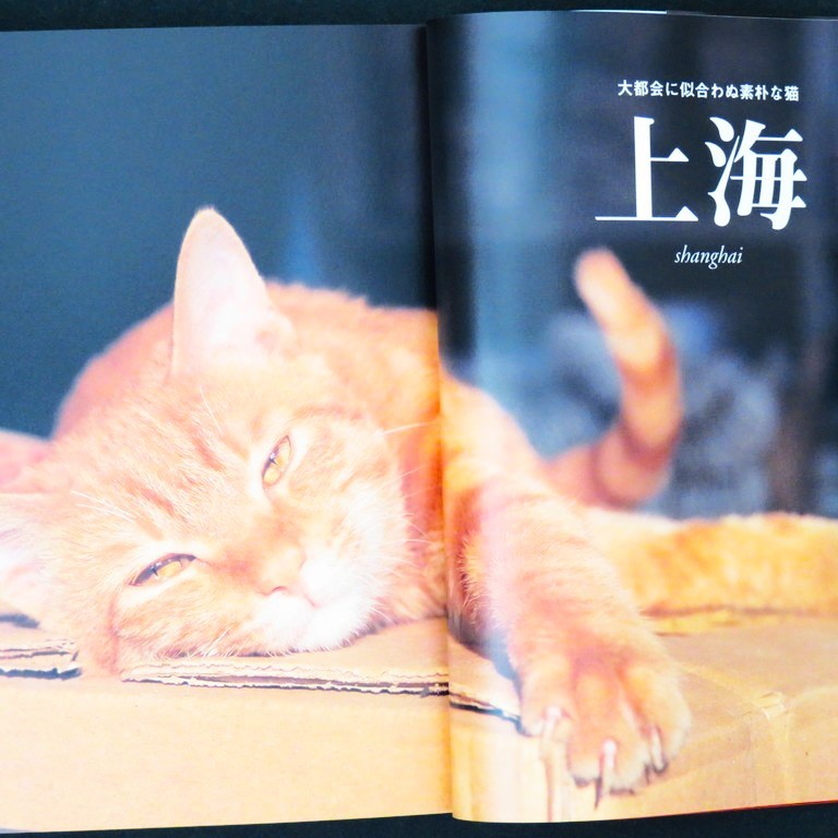 本 書籍 「猫っ旅 －上海からバリ島まで7000キロ－」 新美敬子著 文藝春秋/文春ネスコ ネコ写真集 猫写真集_画像7