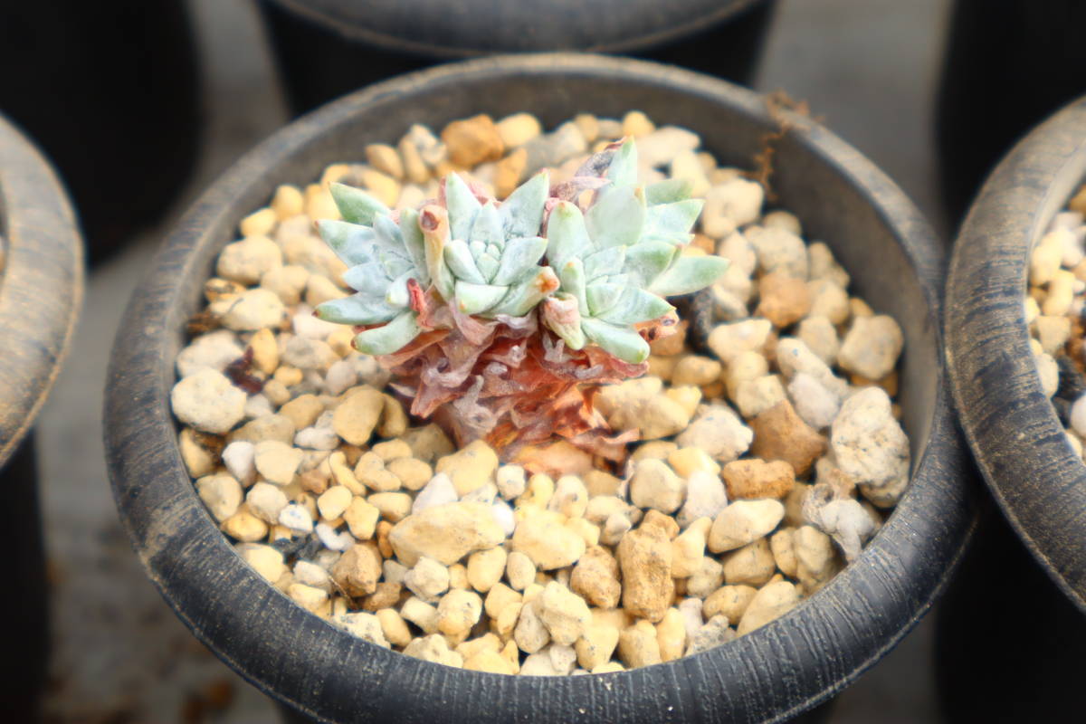 多肉植物　ダドレア・ホワイトグリーニー_画像1