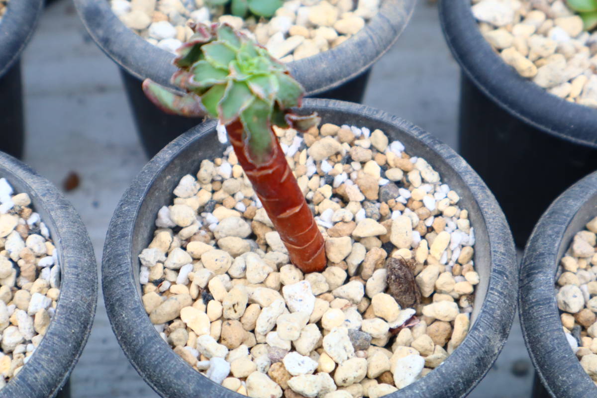 多肉植物　アエオニウム・アンナ_画像1