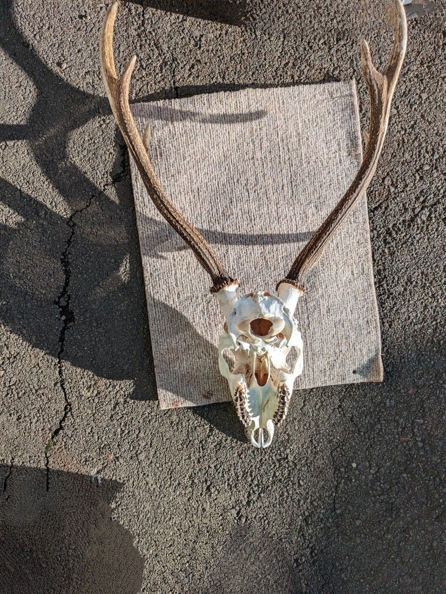 鹿の頭蓋骨 角