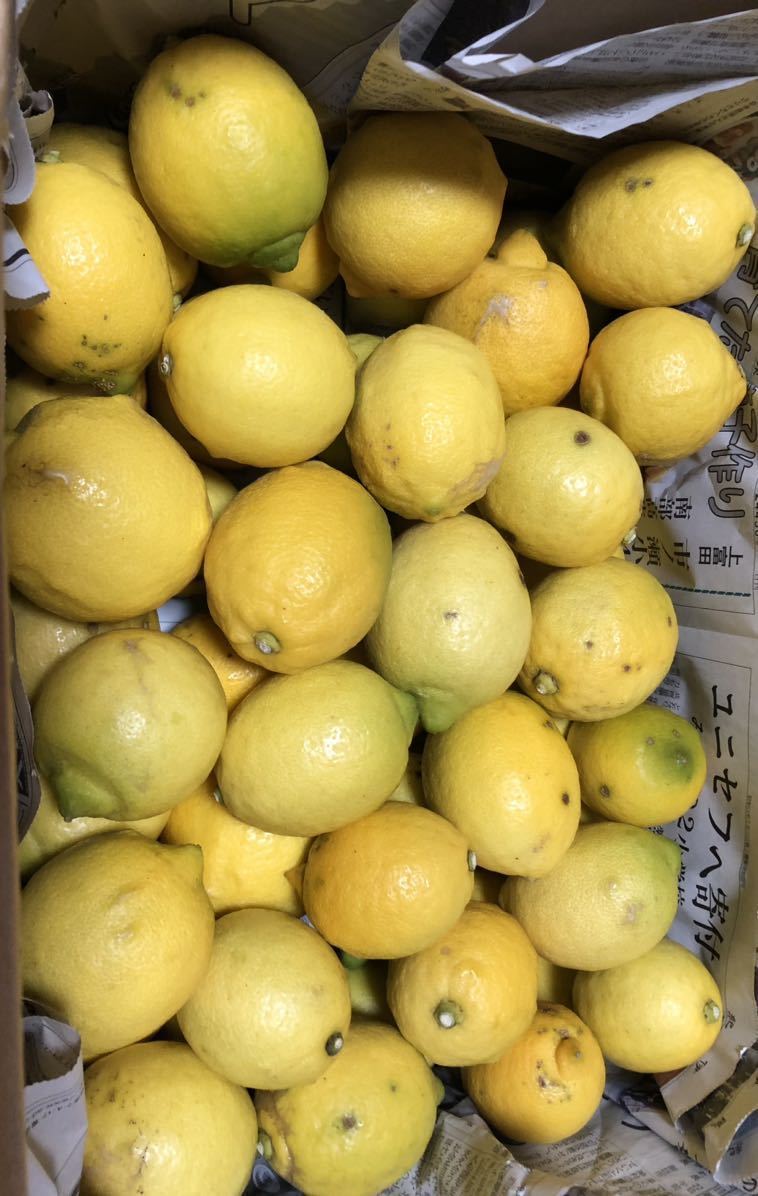 国産レモン　10kg おまけの極小温州みかん　はちみつ梅　和歌山県産_画像1