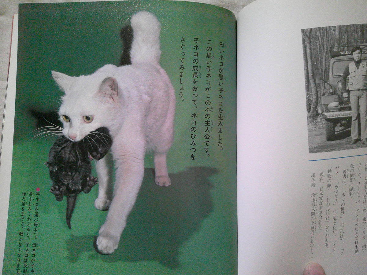 「ネコのくらし 　科学のアルバム 69」　猫　1980年初版　吉野 信 (著)　サイン入り　あかね書房_画像3