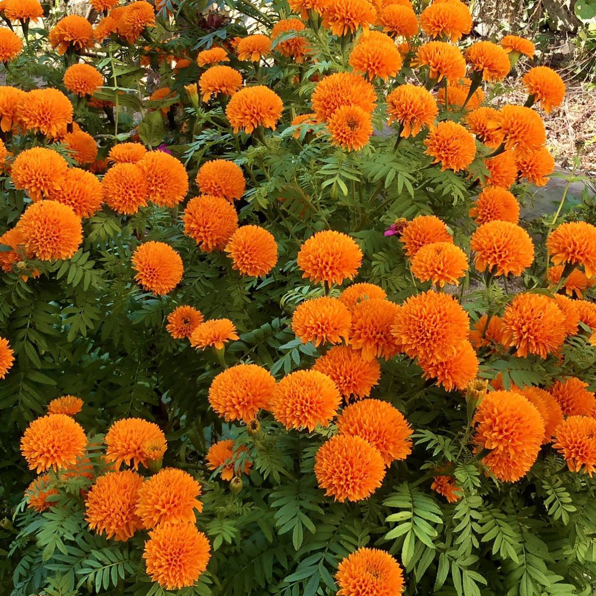 アフリカンマリーゴールド橙　花の種2_画像2