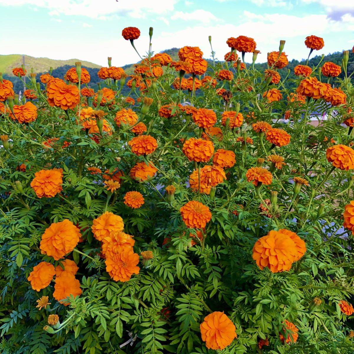 アフリカンマリーゴールド橙　花の種2_画像7