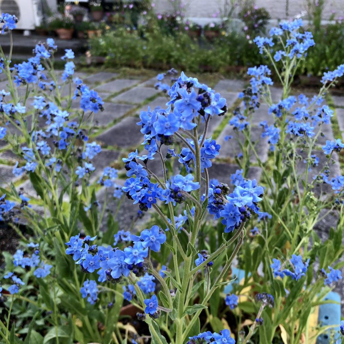 アンチューサタッセルブルー　花の種_画像3