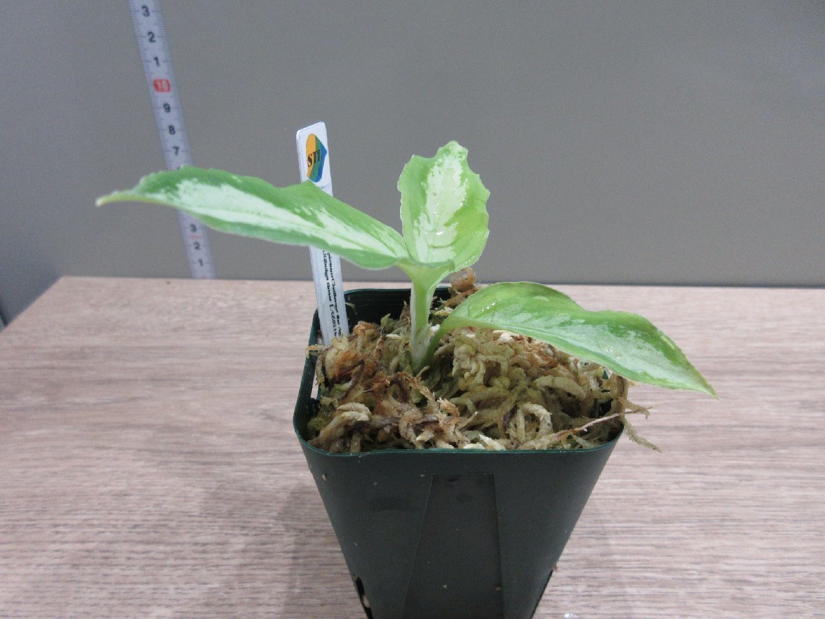 【CTA】 アグラオネマ Aglaonema pictum Challenge the Agla ちゃれんじ ざ あぐら（16春） BNN from Sibolga timur 【AZ0216-1j】_出品株です。