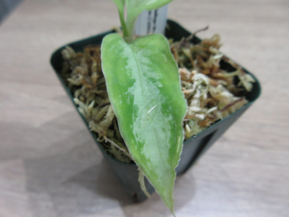 【CTA】 アグラオネマ Aglaonema pictum Challenge the Agla ちゃれんじ ざ あぐら（16春） BNN from Sibolga timur 【AZ0216-1j】_出品株です。