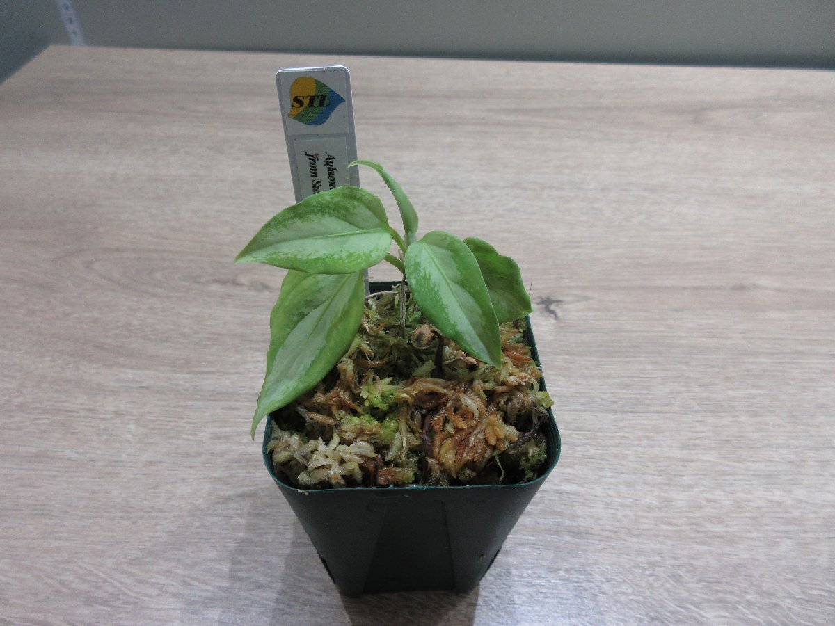 【Galaxy】アグラオネマ Aglaonema pictum “Galaxy”DFS from Sumatra Barat【AZ0912-1】_出品株です。