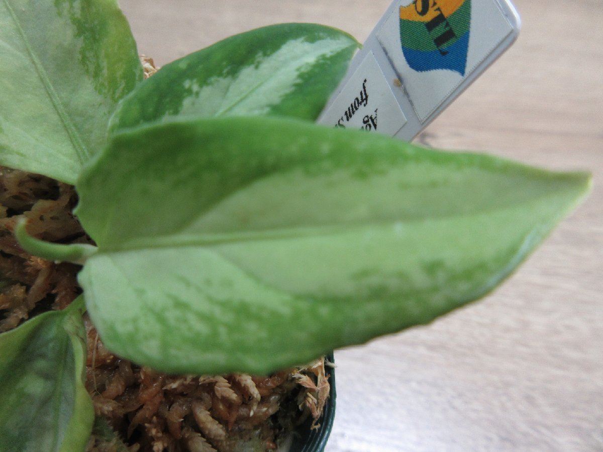 【Galaxy】アグラオネマ Aglaonema pictum “Galaxy”DFS from Sumatra Barat【AZ0912-1】_出品株です。