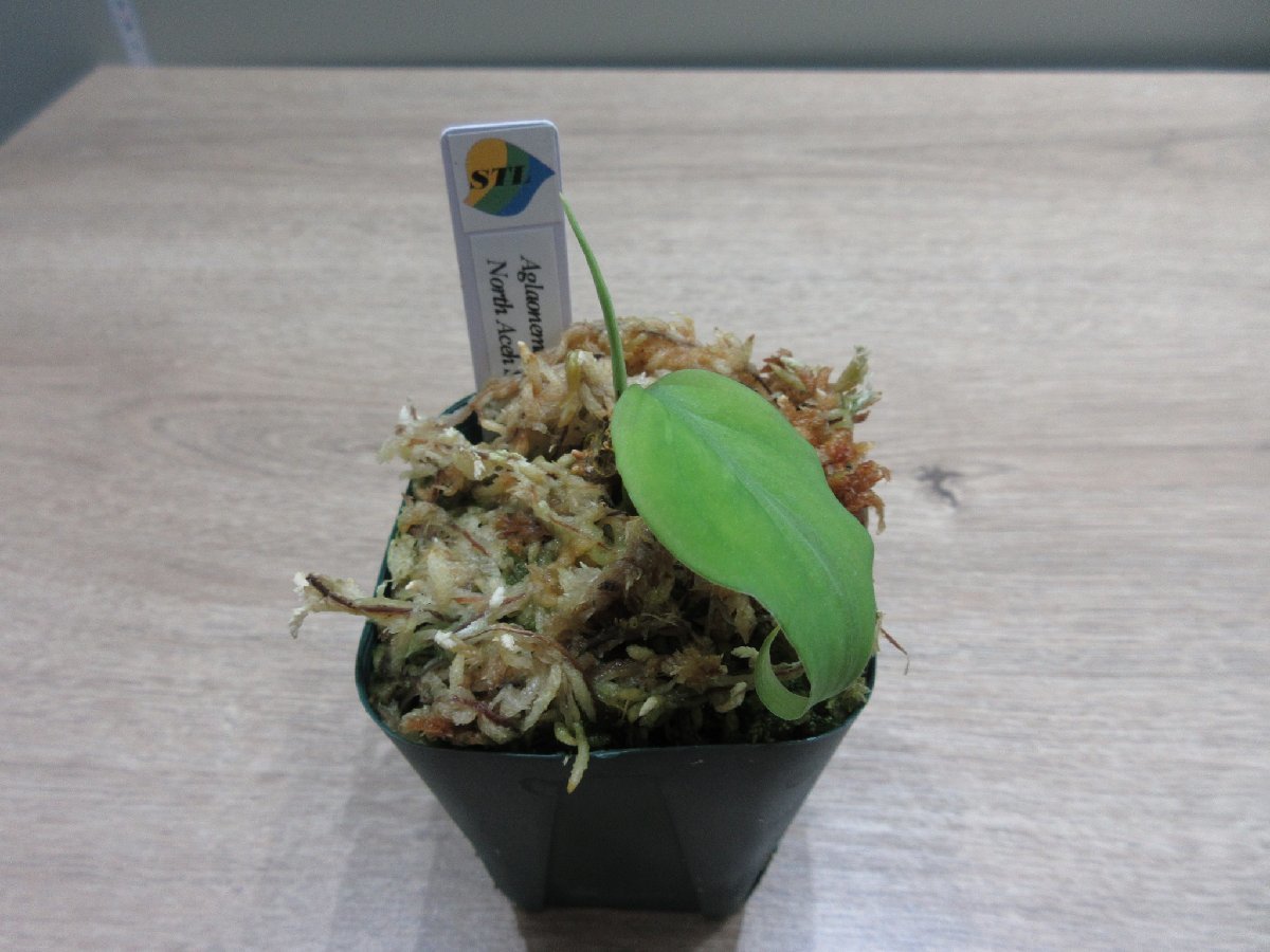 【銀2色】 アグラオネマ Aglaonema pictum North Aceh Sumatera TZ便_出品株です。