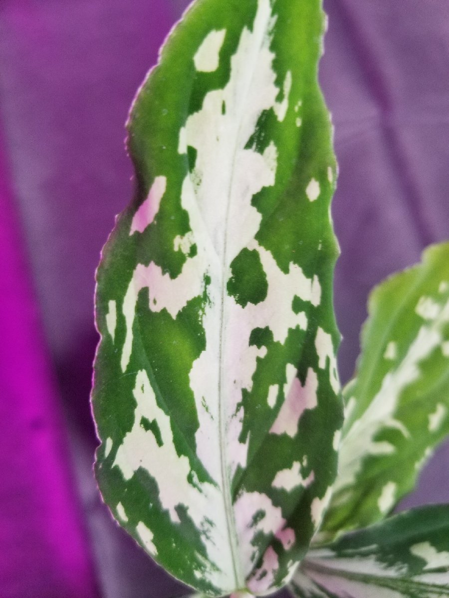 【CTA】 アグラオネマ Aglaonema pictum Challenge the Agla ちゃれんじ ざ あぐら（16春） BNN from Sibolga timur 【AZ0216-1j】_【注】親株です。！！