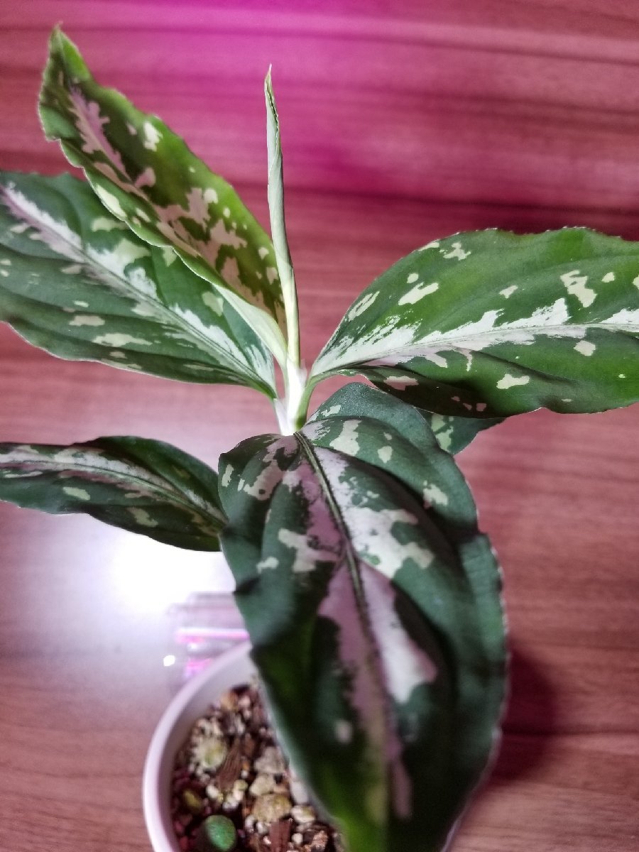 【CTA】 アグラオネマ Aglaonema pictum Challenge the Agla ちゃれんじ ざ あぐら（16春） BNN from Sibolga timur 【AZ0216-1j】_【注】親株です！！