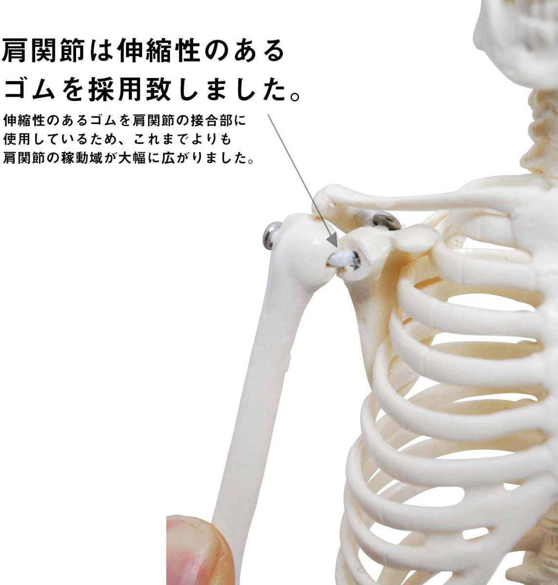 人体模型 人体骨格模型 骨格標本 45cm 1/4 モデル ホワイト 台座 可動域 直立 スタンド 教材 フィギュア LB-229_画像3