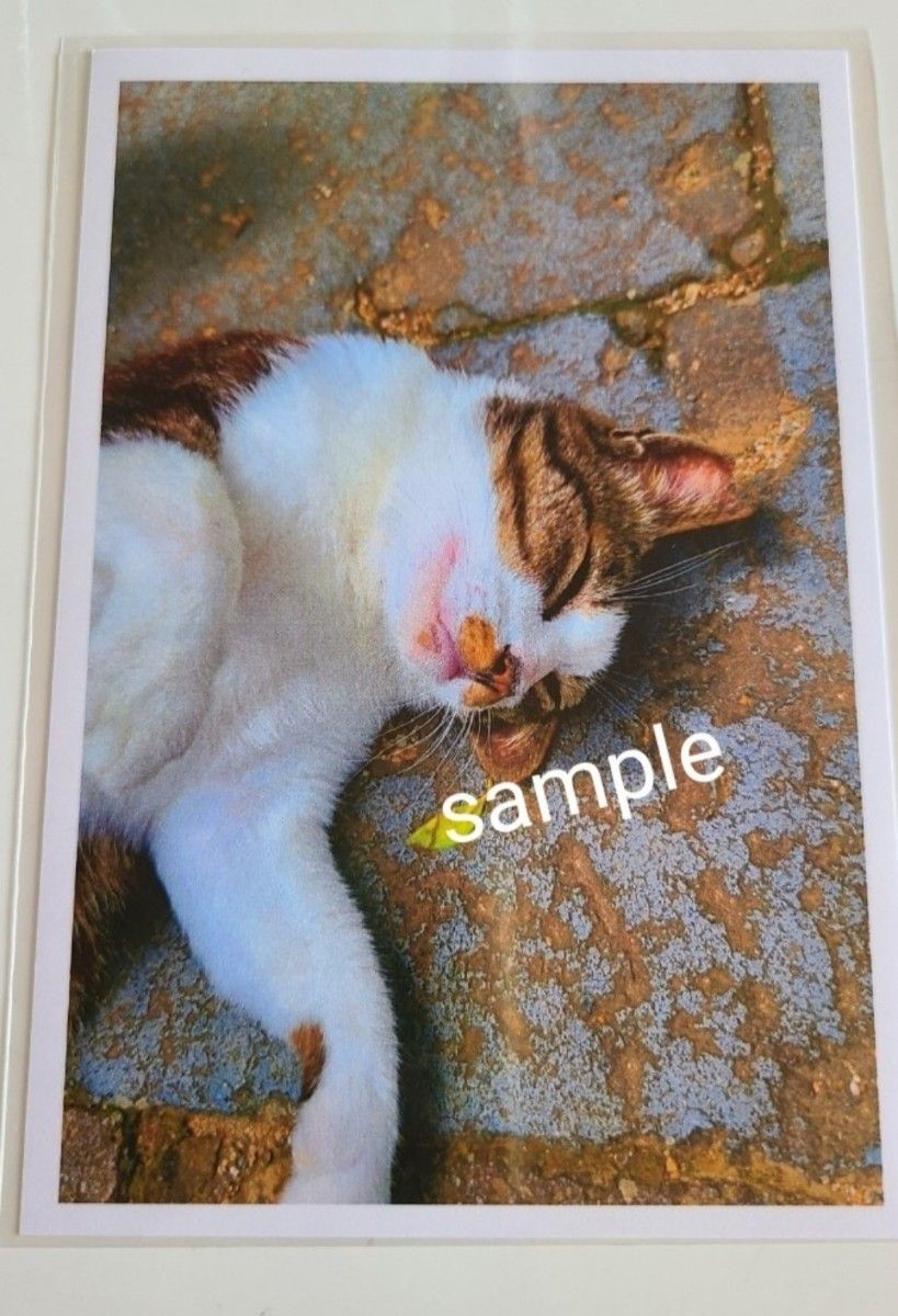 ポストカード* 猫* ハンドメイドハガキ 写真 インテリア