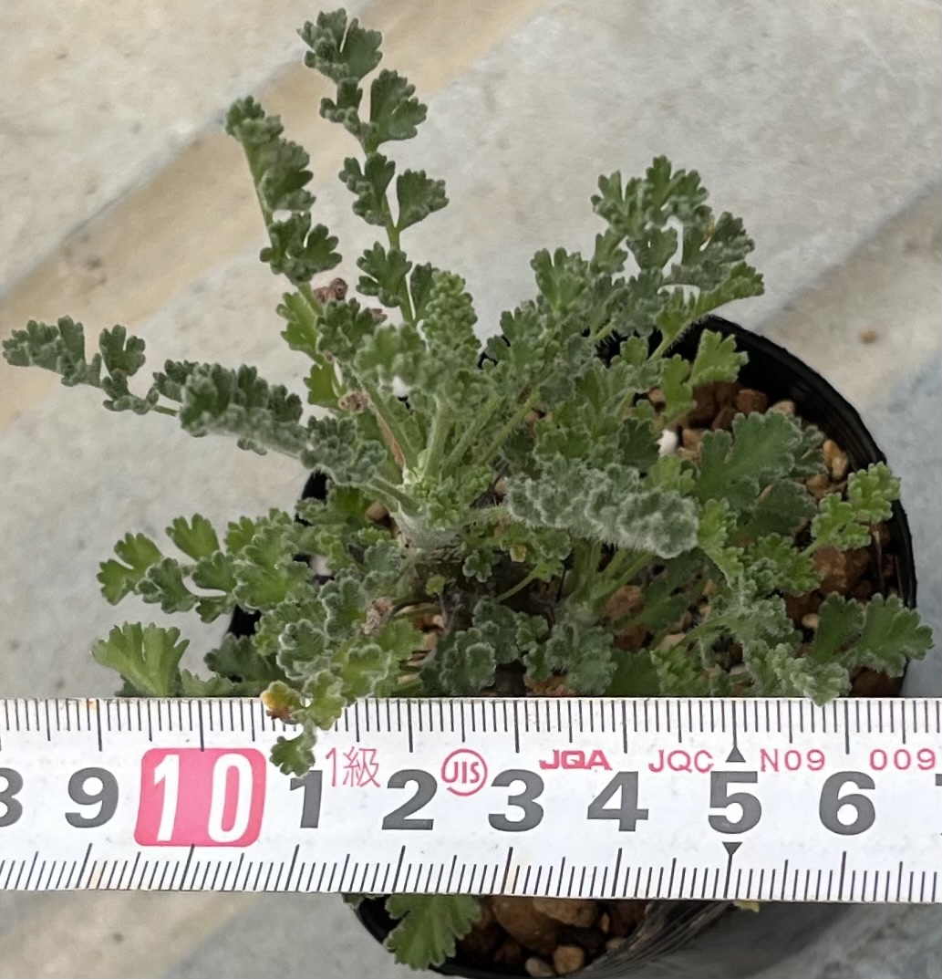 ペラルゴニウム　Pelargonium alternans (実生苗)_画像4