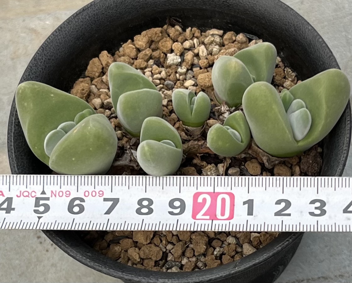 ギバエウム　Gibbaeum dispar MG1510_画像4