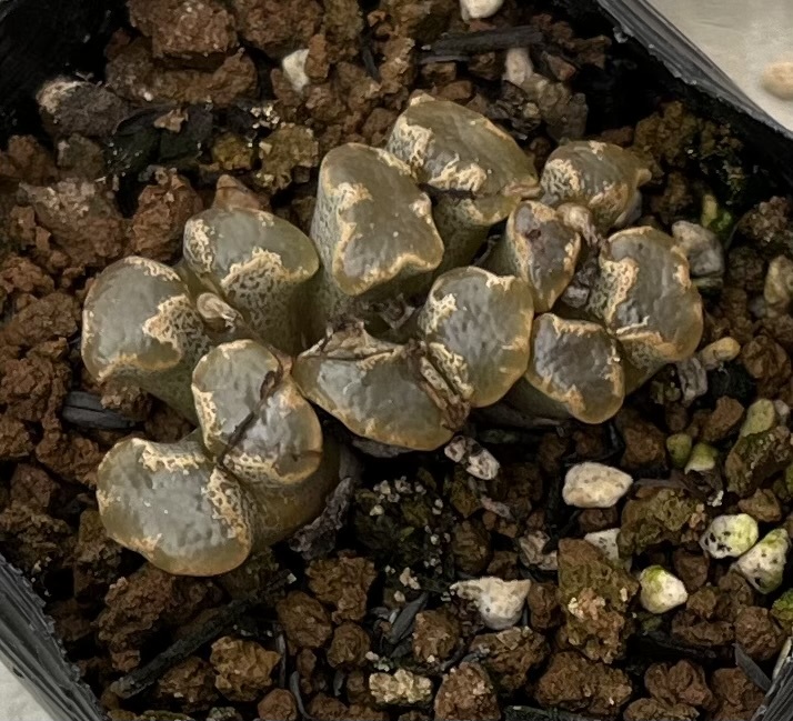 コノフィツム　Conophytum pellucidum var.terricolor SH1252 ③_画像1