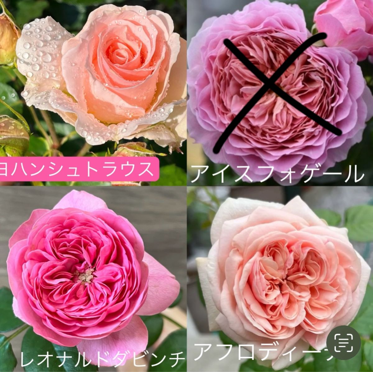 12月18日まで出品 バラ挿し穂 選べる3品種 挿し木苗用の枝