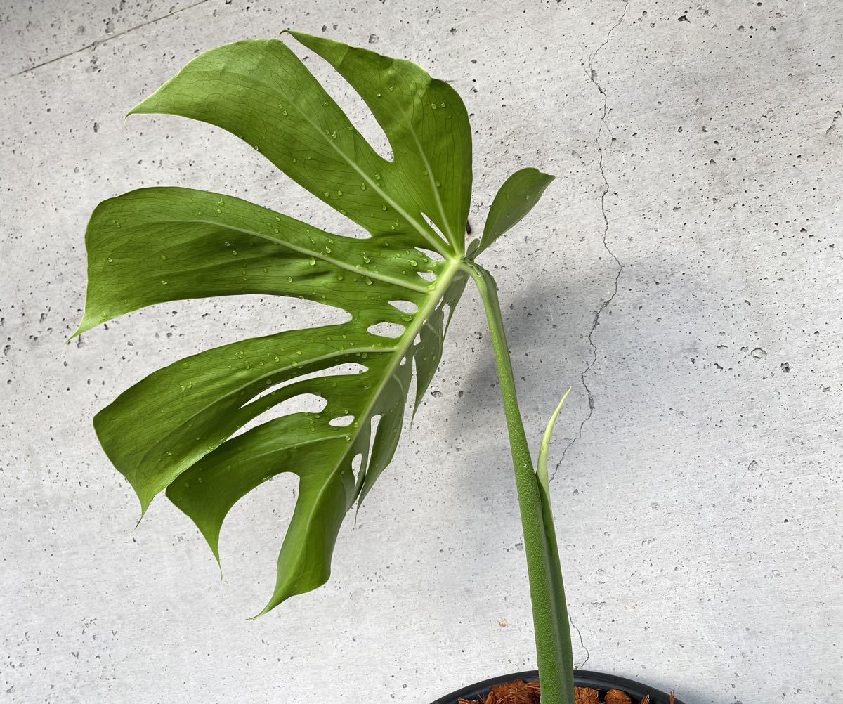 MONSTERA DELICIOSA `MACROCOSM' モンステラ　デリシオサ　マクロコズム_画像8