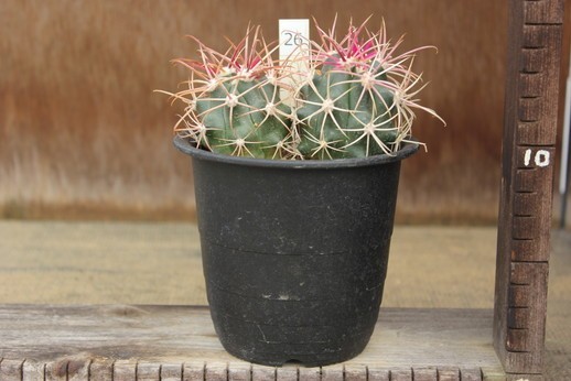 26　サボテン　フェロカクタス　鯱頭（Ferocactus cylindraceus[syn. F. acanthodes]）　★実生苗2本植え_画像3