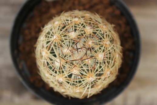 13　サボテン　コリファンタ　獅子奮迅（Coryphantha cornifera）　★実生苗_画像2