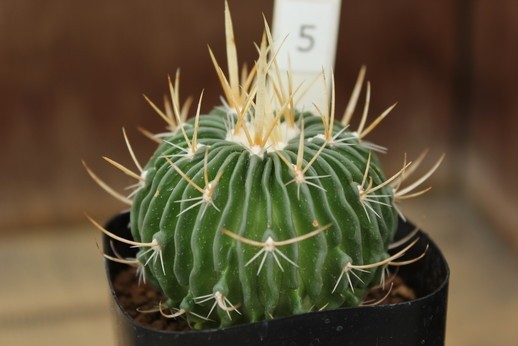 5　サボテン　エキノフォスロカクタス　白花縮玉（Echinofossulocactus cv.）　★実生苗_画像1