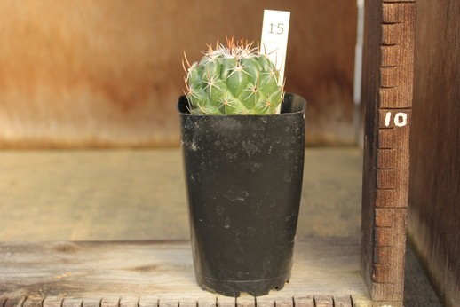 15　サボテン　テロカクタス　天照丸CSD115（Thelocactus conothelos）　★実生苗_画像3