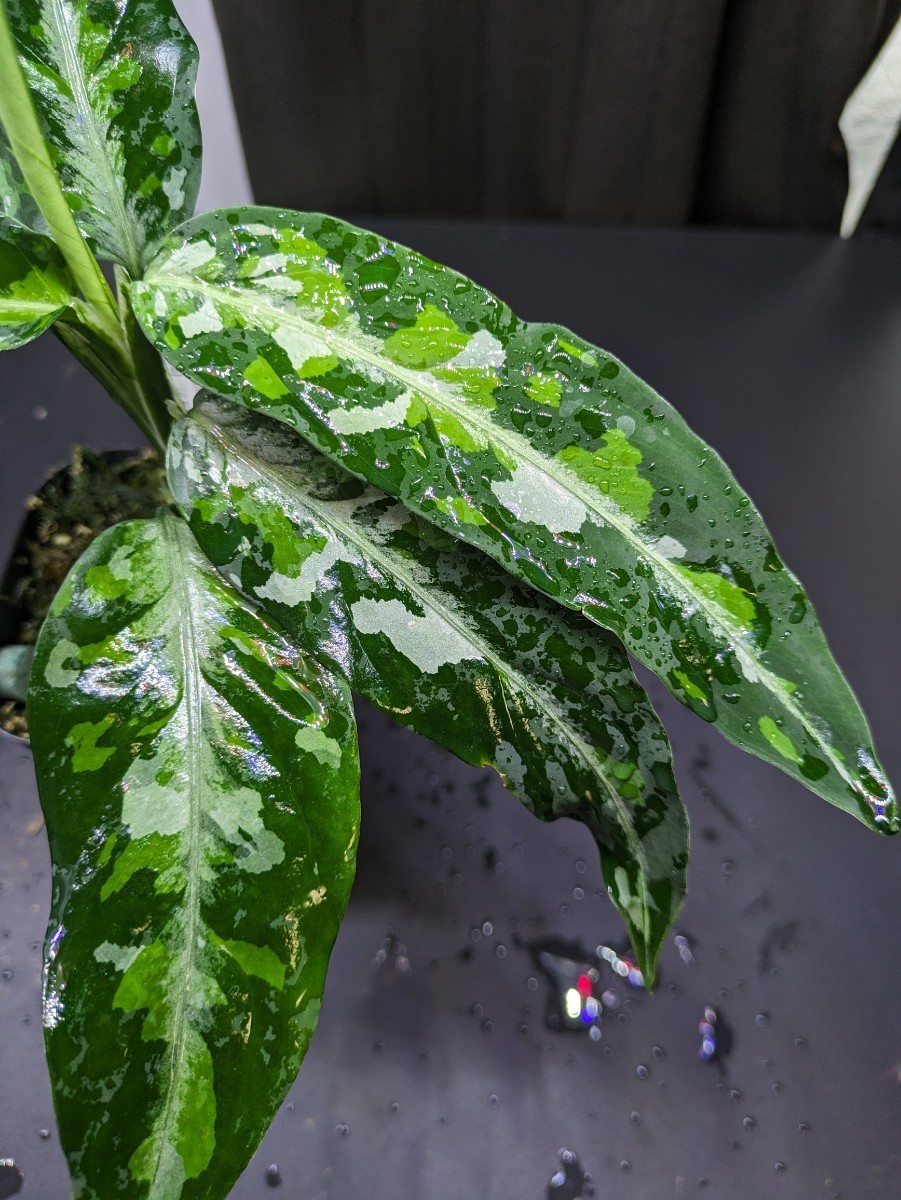 親株サイズ　LA便　Aglaonema pictum　 LA0121-01z-b　アグラオネマ トリカラー_画像2