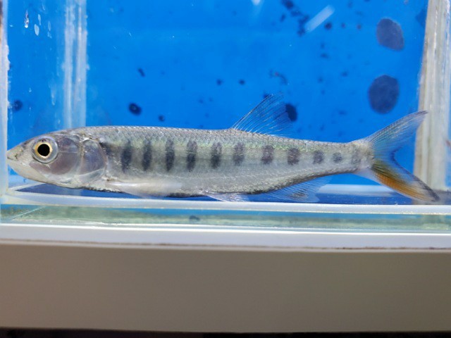 ライアマス　セネガレンシス　体長10センチほど　コイ　バルブ　熱帯魚_画像2