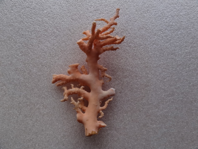 ●天然 珊瑚 原木 赤珊瑚 桃色珊瑚 桃珊瑚 枝珊瑚 コーラル ルース 約9.5ｃｍ / 12ｇ●_画像1
