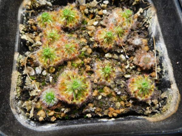 Drosera helodes pale pink Barracca NR ドロセラ ヘローデス_画像2