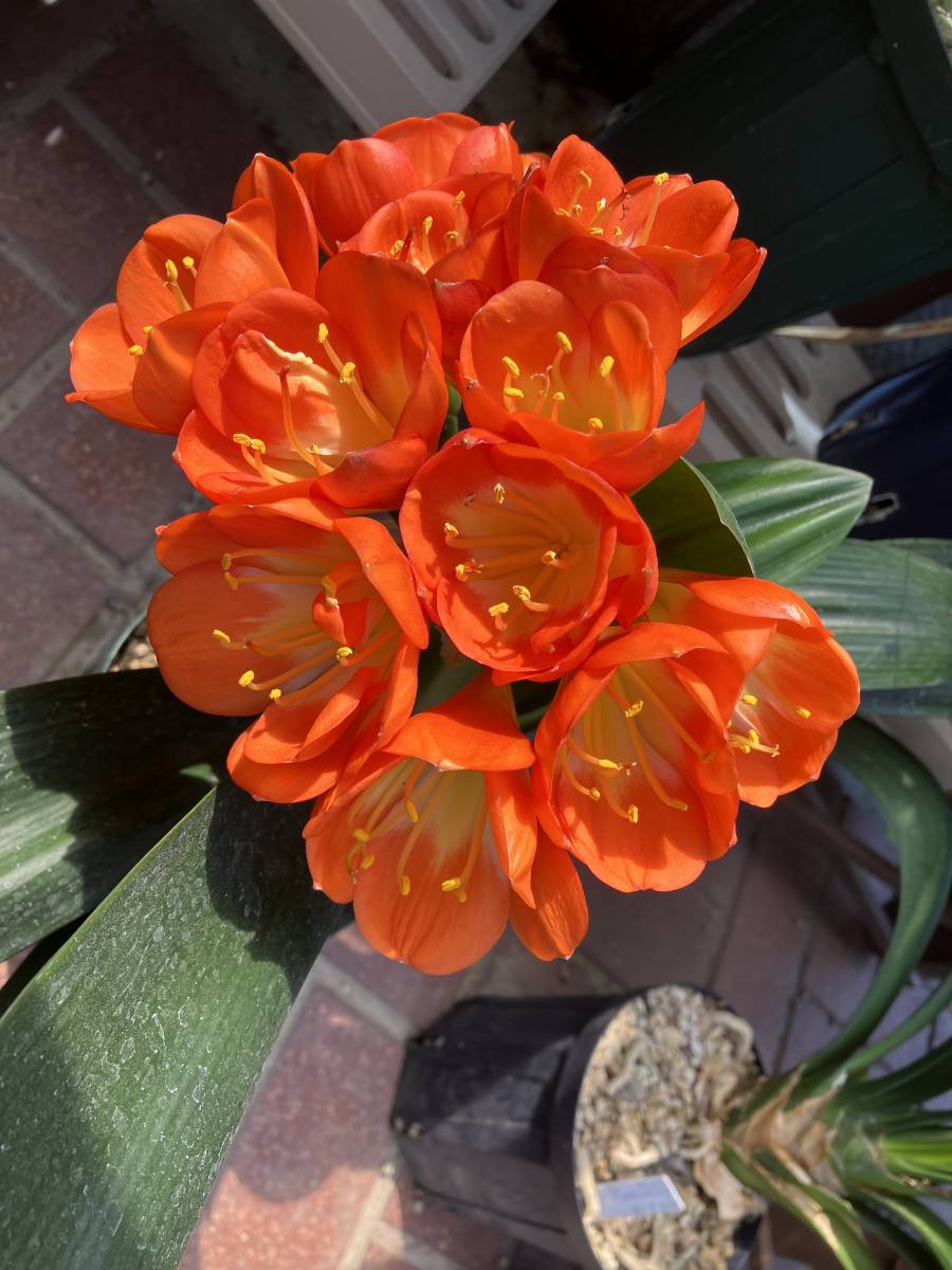 クンシラン　君子蘭　オレンジ花（カップ咲き）_画像2