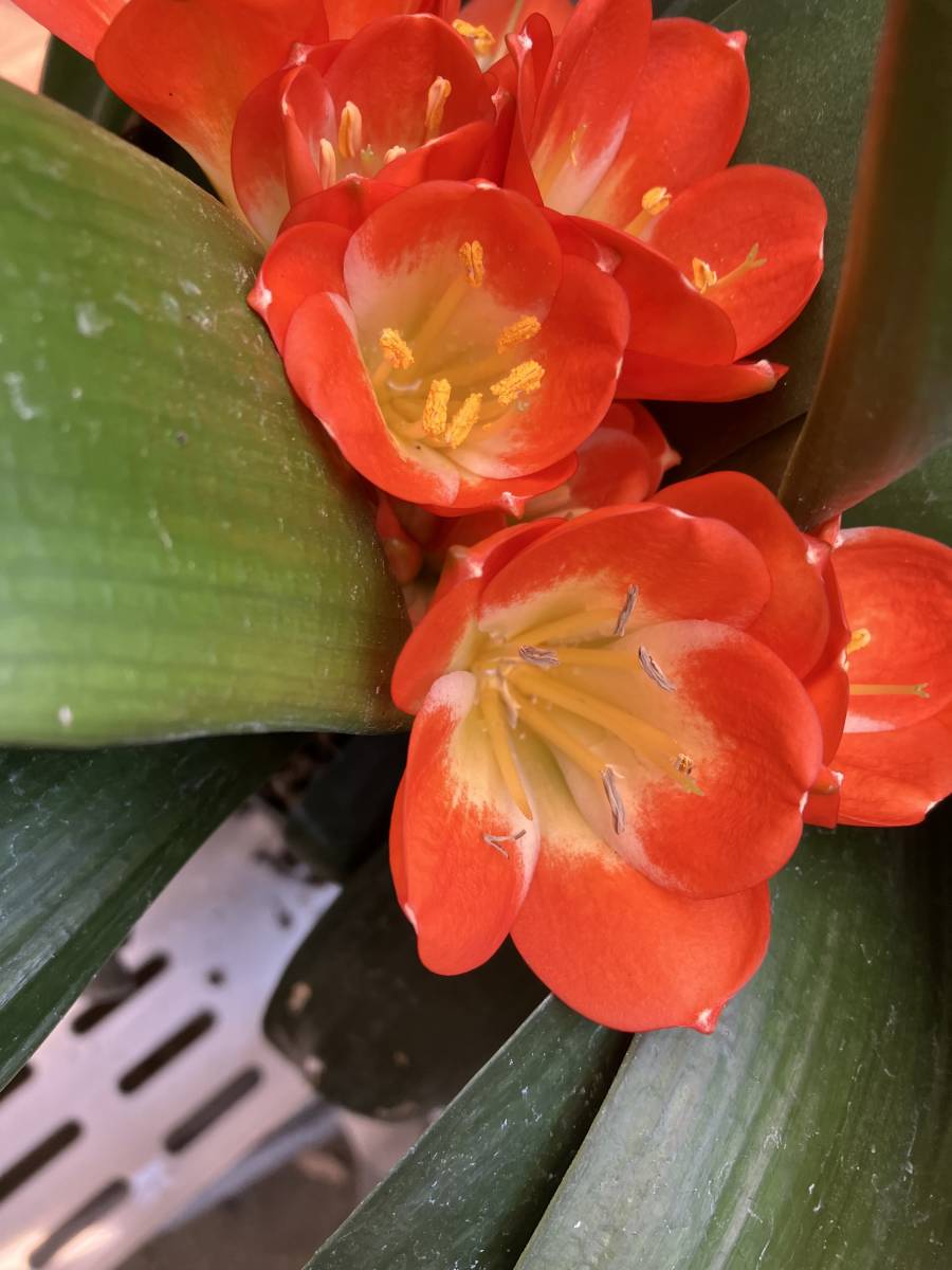 クンシラン　君子蘭　濃いオレンジ花_画像2