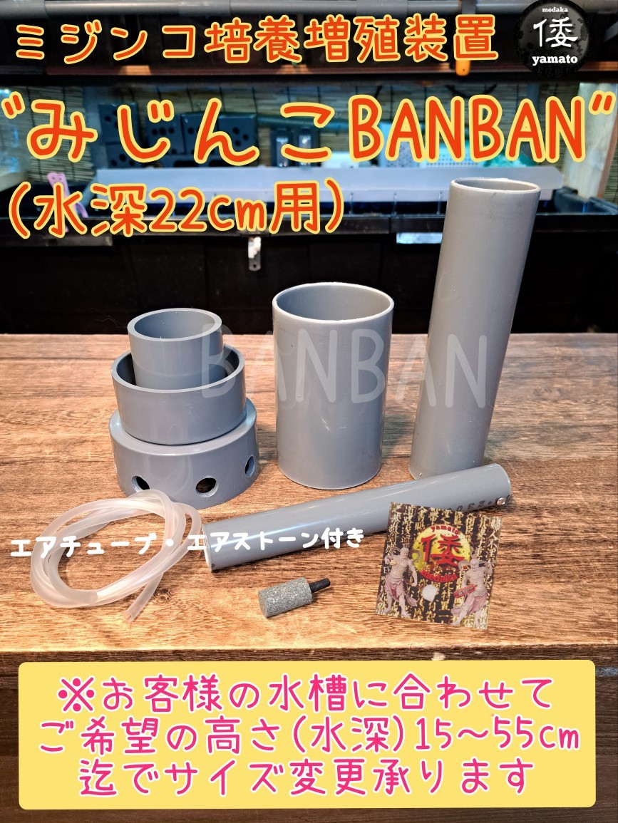 【倭めだか】 “みじんこBANBAN” タイリクミジンコ タマミジンコ オオミジンコ 培養 装置 エアリフト式 繁殖 増殖 メダカ稚魚 生餌_画像1