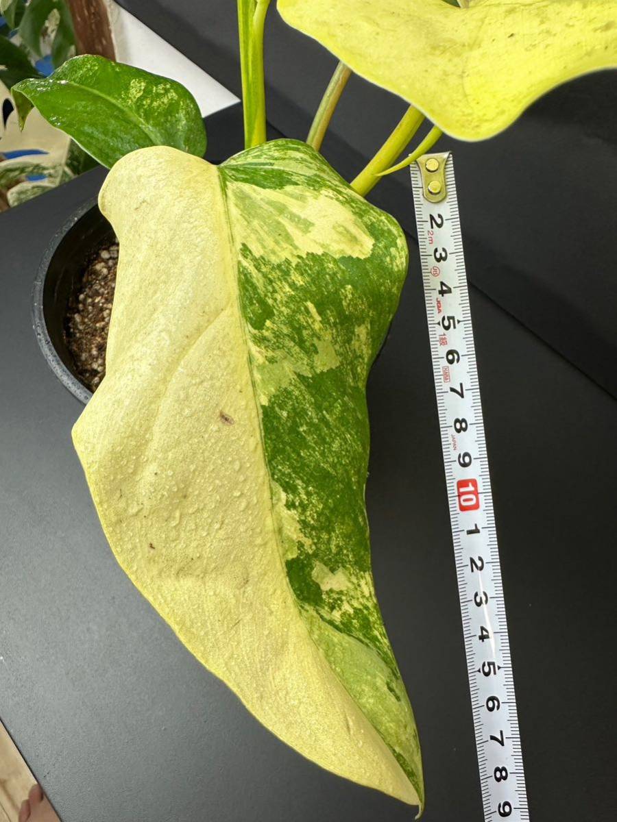 フィロデンドロン ドメスティカム 斑入り　Philodendron Domesticum Variegata Z1_画像6