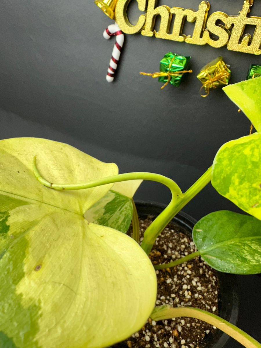 フィロデンドロン ドメスティカム 斑入り　Philodendron Domesticum Variegata Z1_画像2