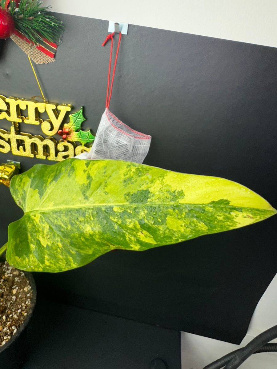 フィロデンドロン ドメスティカム 斑入り　Philodendron Domesticum Variegata Z2_画像2