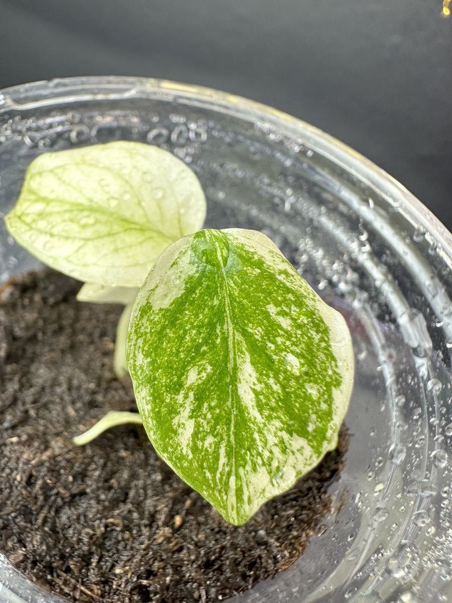 モンステラ デリシオーサ ホワイトモンスター Monstera モンステラ デリシオーサ ホワイトモンスター Monstera