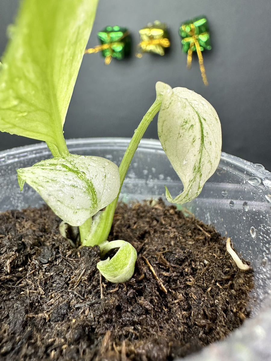 モンステラ デリシオーサ ホワイトモンスター Monstera deliciosa White Monster 組織培養苗 順化済 M12_画像3