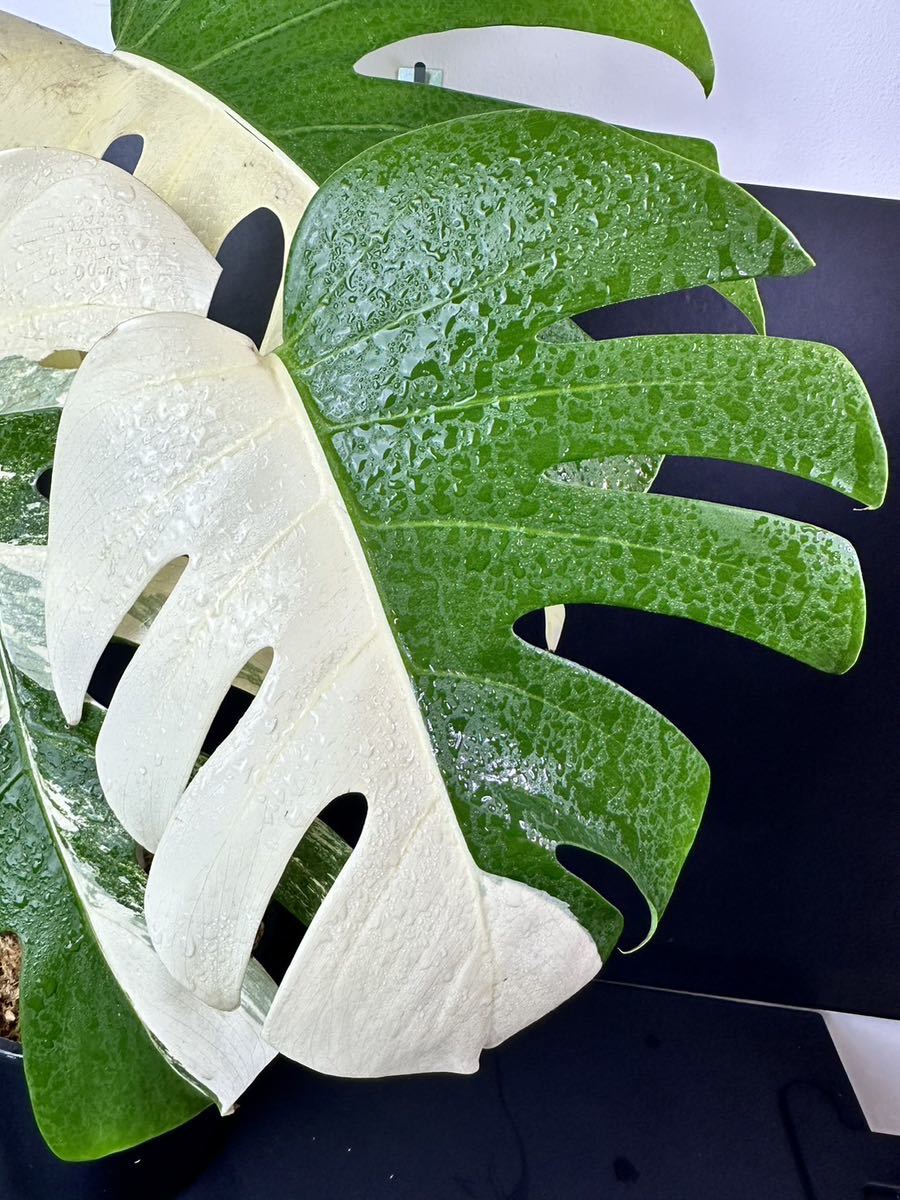 モンステラ ボルシギアナ アルボ ホワイトタイガー斑入り Monstera Borsigiana Albo G6_画像7