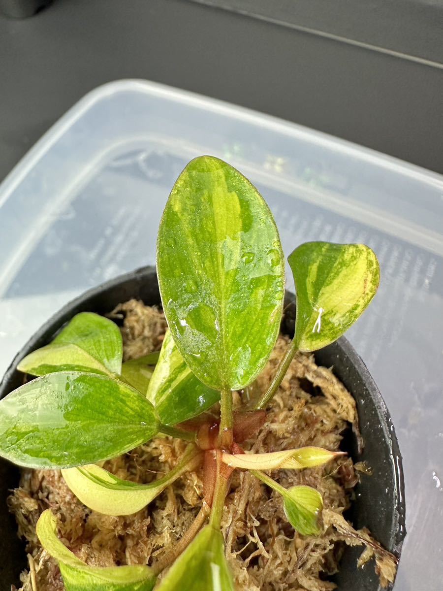 超レア Philodendron Red Congo Variegated フィロデンドロン レッドコンゴ 超美斑入り 組織培養苗　順化済 U5_画像3