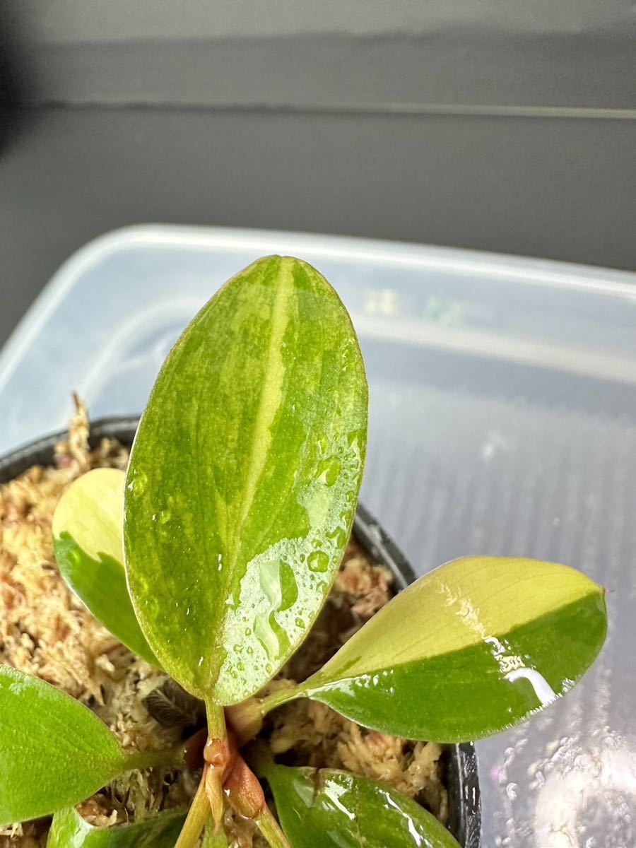 超レア Philodendron Red Congo Variegated フィロデンドロン 超レア Philodendron Red Congo Variegated フィロデンドロン