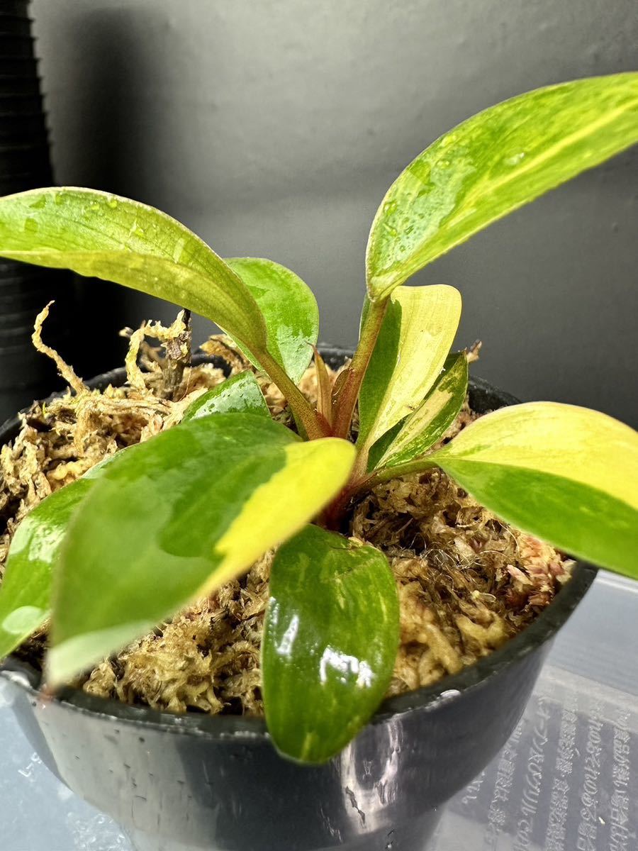 超レア Philodendron Red Congo Variegated フィロデンドロン 超レア Philodendron Red Congo Variegated フィロデンドロン