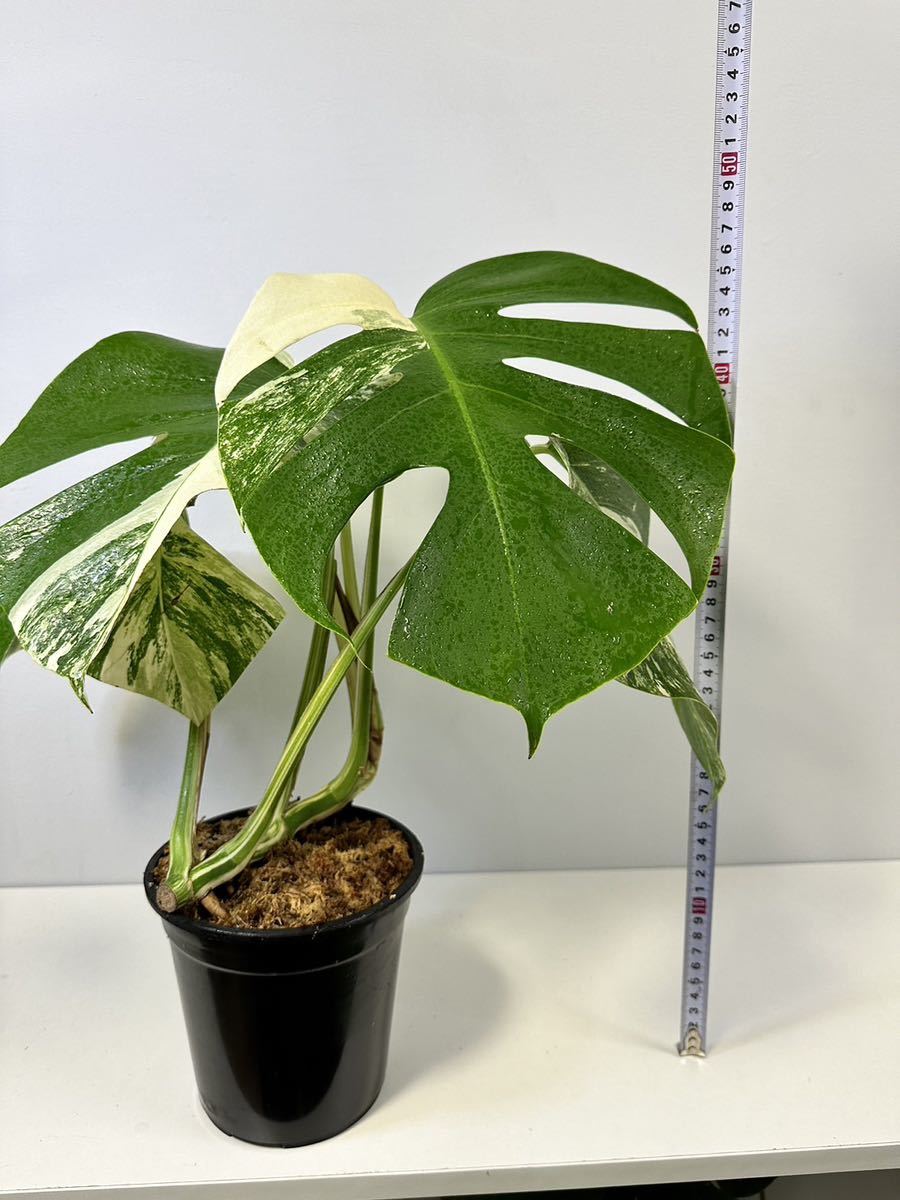 モンステラ ボルシギアナ アルボ ホワイトタイガー斑入り Monstera Borsigiana Albo Variegated X1_画像2