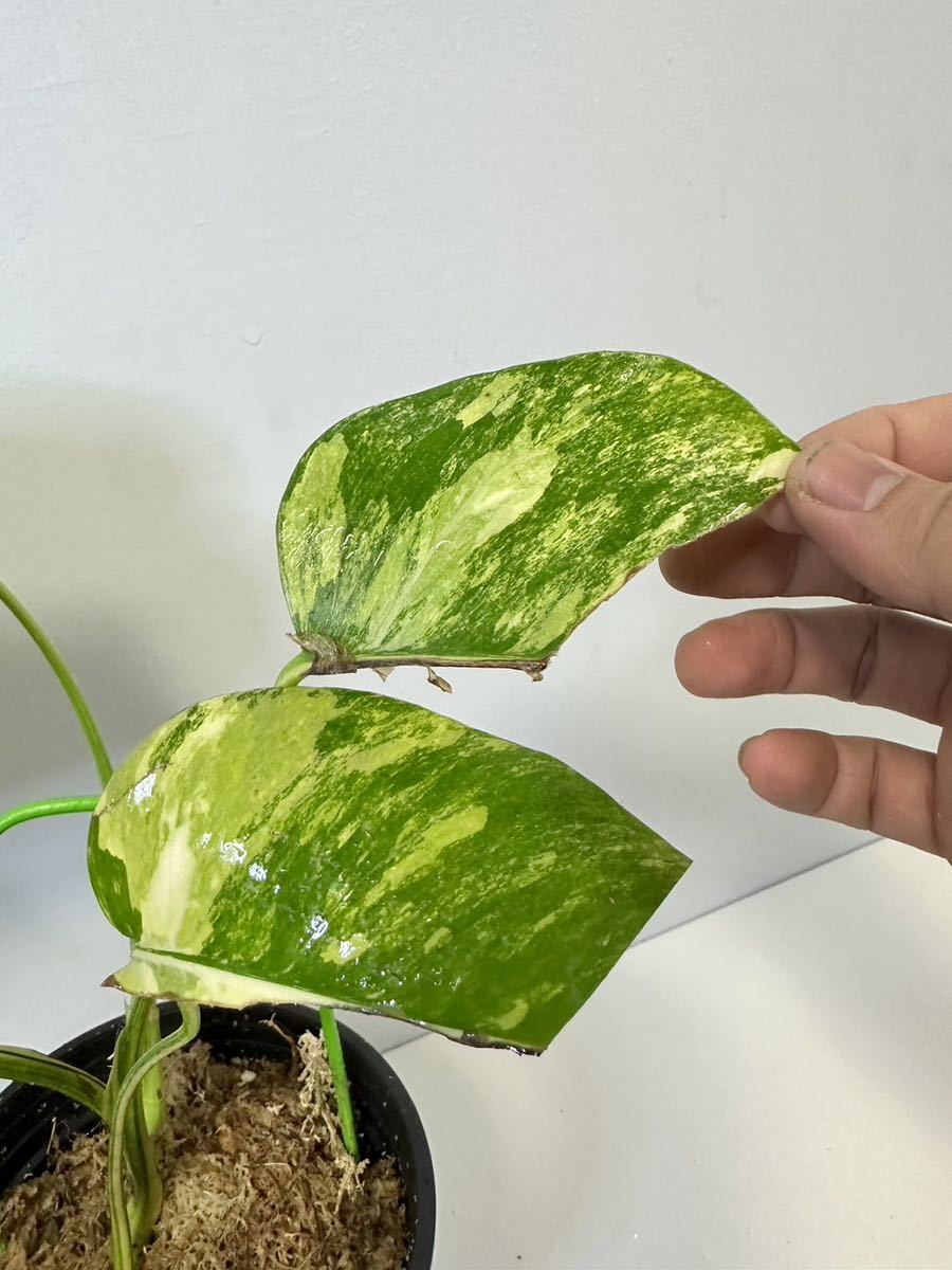 モンステラ　ボルシギアナ　オーレア 黄斑入り Monstera borsigiana Aurea Variegated X9_画像3