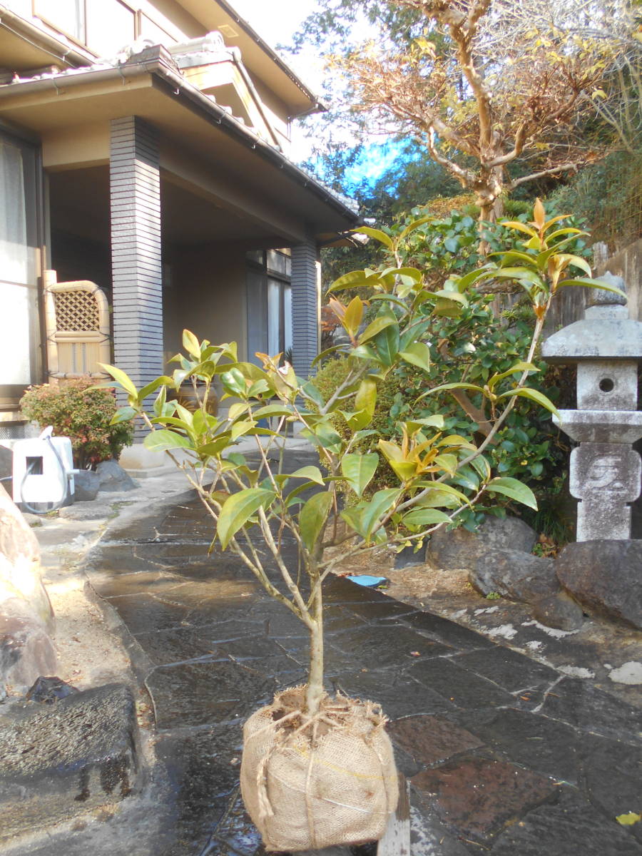 希少椿 黄花 ☆ 初黄 ☆高さ 約90センチ つぼみ付きの画像2