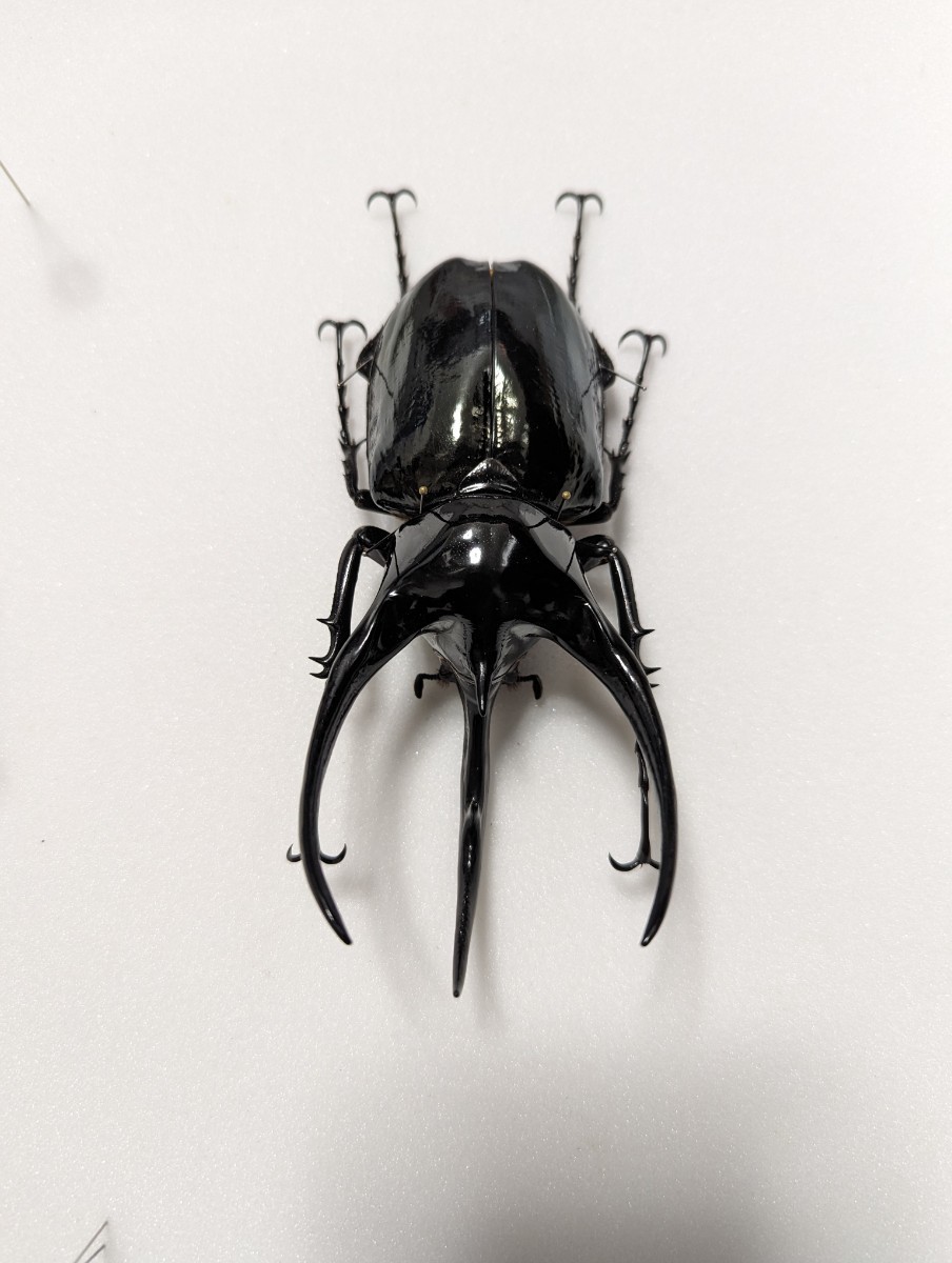 【昆虫標本】WILDタイリクコーカサスオオカブト127.4mm_画像2