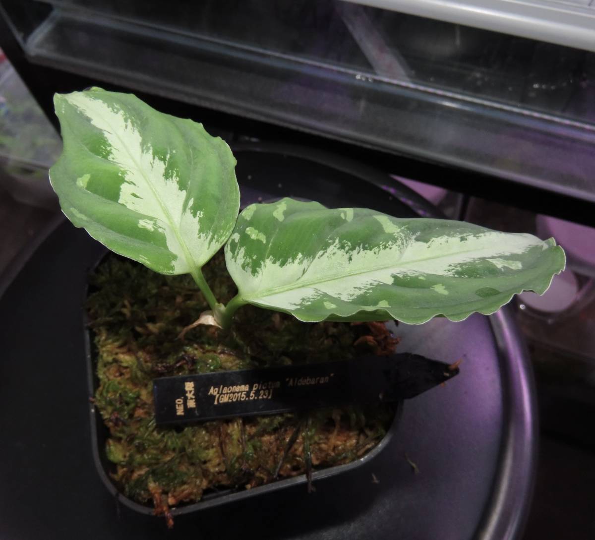 【NEO.東大阪】クリスマス大放出 Aglaonema pictum "Aldebaran"GM2015-5.23 増殖株　観葉植物_画像1